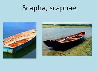 Scapha, scaphae
 