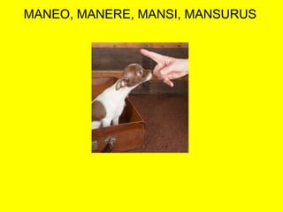 MANEO, MANERE, MANSI, MANSURUS
 