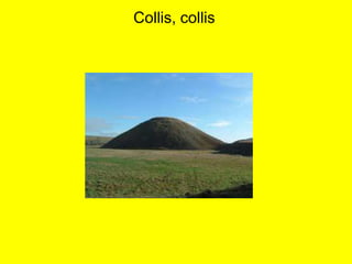 Collis, collis
 