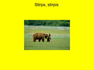Stirps, stirpis
 