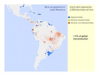 Latin america worlds_future_rice_bowl
