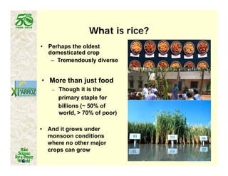 Latin america worlds_future_rice_bowl