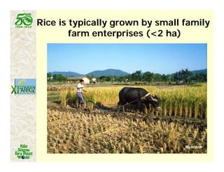 Latin america worlds_future_rice_bowl