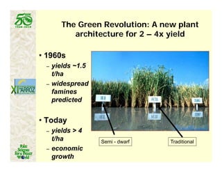Latin america worlds_future_rice_bowl