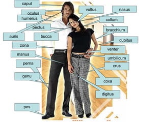 caput
vultus
humerus collum
pectus
bucca
bracchium
zona
perna
crus
genu
manus
cubitus
pes
umbilicum
oculus
auris
nasus
coxa
digitus
venter
 