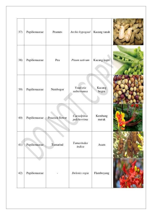  nama  latin tumbuhan  binomial nomenclature 