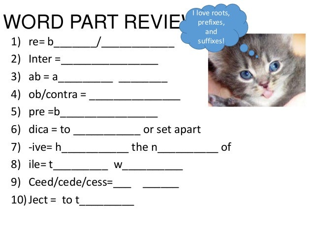 Latin review homework 7th grade core december