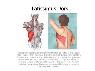 Latissimus Dorsi
The latissimus dorsi, commonly referred to as “lats,” is the largest
back muscle. They originate from the back of the hips and create a
fan shape across each side of the body. It runs along the spine and
fans out under the scapula to finally attach on the arm bone. Its
primary function is to bring the arms to the body. The lats help
stabilize many every day movements, and therefore tend to be
tight on most people.
 