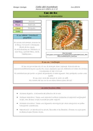 Biologia i Geologia L'atles dels invertebrats Curs 2015/16
Alumnes de 1r d'ESO A, B, C i D
Cuc de foc
Hermodice caranculata
Regne Animal
Fílum Anèl·lids
Classe Poliquets
Ordre -
El seu hàbitat / Distribució
geogràfica
Es mouen activament, excaven en
el fang, a la sorra o s’amaguen
davall de les roques.
Es distribueixen en l’Atlàntic, el
mar Roig, Golf de Mèxic, Carib,
Mediterrani...
https://encrypted-
tbn0.gstatic.com/images?q=tbn:ANd9GcQKass7zAKKd5MHCZoSC_0RH-
RW2cIce6MKOtiJSFKx_Iw4CQue
El seu cos / Morfologia
El seu cos pot arribar als 15 cm, és allargat, blan i aplanat. Esta dividit en
segments(metàmeres)quasi iguals.Els únics segments que són diferents es troben als extrems
i corresponen al cap i a la cua.
Es caracteritzen per portar un parell de parapodis a cada segment. Dels parapodis surten unes
quetes
El seu color varia del vermell al verd o al cafè.
Als costats del seu cos te uns blens blancs plens de verí.
Les seves funcions vitals
 Sistema digestiu. S'alimenta del plàncton de la mar.
 Sistema respiratori. Tenen una respiració cutània, presenten la respiració mitjançant
la pell, han de tenir la pell humida per poder respirar.
 Sistema circulatori. Tenen uns segments recorreguts per vasos sanguinis on poden
transportar substàncies.
 Reproducció. La reproducció es sexual, fecunden a les femelles i formen ous que quan
es desenvolupen formen larves.
 