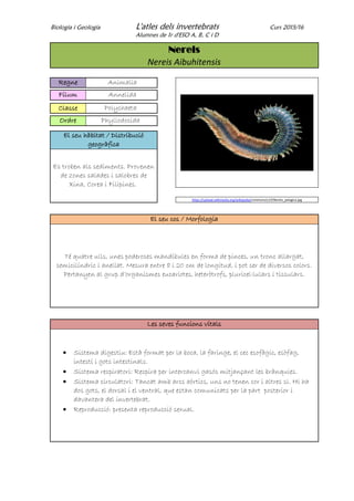 Biologia i Geologia L'atles dels invertebrats Curs 2015/16
Alumnes de 1r d'ESO A, B, C i D
Nereis
Nereis Aibuhitensis
Regne Animalia
Fílum Annelida
Classe Polychaeta
Ordre Phyllodocida
El seu hàbitat / Distribució
geogràfica
Es troben als sediments. Provenen
de zones salades i salobres de
Xina, Corea i Filipines.
https://upload.wikimedia.org/wikipedia/commons/c/cf/Nereis_pelagica.jpg
El seu cos / Morfologia
Té quatre ulls, unes poderoses mandíbules en forma de pinces, un tronc allargat,
semicilíndric i anellat. Mesura entre 8 i 20 cm de longitud, i pot ser de diversos colors.
Pertanyen al grup d’organismes eucariotes, heteròtrofs, pluricel·lulars i tissulars.
Les seves funcions vitals
 Sistema digestiu: Està format per la boca, la faringe, el cec esofàgic, esòfag,
intestí i gots intestinals.
 Sistema respiratori: Respira per intercanvi gasós mitjançant les brànquies.
 Sistema circulatori: Tancat amb arcs aòrtics, uns no tenen cor i altres si. Hi ha
dos gots, el dorsal i el ventral, que estan comunicats per la part posterior i
davantera del invertebrat.
 Reproducció: presenta reproducció sexual.
 