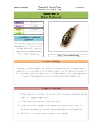 Biologia i Geologia L'atles dels invertebrats Curs 2015/16
Alumnes de 1r d'ESO A, B, C i D
Sangonera
Hirudo Medicinalis
Regne Animal
Fílum Anèl·lids
Classe Hirudinis
Ordre -
El seu hàbitat / Distribució
geogràfica
N'hi ha d'aigua dolça (rius, llacs,
aiguamolls).N'hi ha de terrestres
(Europa, Xina, Japó, Amèrica)
principalment a zones tropicals.
També n'hi ha de marines.
http://animaldiversity.org
El seu cos / Morfologia
Un adult pot arribar a medir vint centímetres. Solen ser de color verd, marró, marró
verdós, amb un to més fosc a la part dorsal i una zona més clara al ventre. Consten de
dos succionadors a cada part, anomenats succionador anterior i succcionador posterior.
Tenen tres fileres de dents amb aproximadament cent dents cadascuna.
Les seves funcions vitals
 Sistema digestiu. Presenten nutrició heteròtrofa, s'alimenten de la sang d'altres
éssers vius i de petits organismes.
 Sistema respiratori. Presenten respiració cutània.
 Sistema circulatori. Presenten circulació tancada, amb dos grans vasos, un
dorsal i l'altre ventral, que recorren longitudinalment el cos de l'organisme.
 Reproducció. Sexual, posen ous a l'aigua o zones humides
 