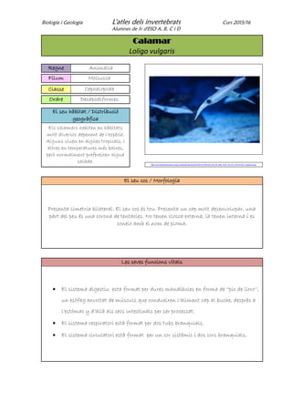 Biologia i Geologia L'atles dels invertebrats Curs 2015/16
Alumnes de 1r d'ESO A, B, C i D
Calamar
Loligo vulgaris
Regne Animalia
Fílum Mollusca
Classe Cephalopoda
Ordre Decapodiformes
El seu hàbitat / Distribució
geogràfica
Els calamars habiten en hàbitats
molt diversos depenent de l’espècie.
Alguns viuen en aigües tropicals, i
altres en temperatures més baixes,
però normalment prefereixen aigua
salada. http://ocio.laopinioncoruna.es/img_contenido/noticias/2012/09/121550/2012_09_28_IMG_2012_09_28_123A183A41_calamares.jpg
El seu cos / Morfologia
Presenta simetria bilateral. El seu cos és tou. Presenta un cap molt desenvolupar, una
part del peu és una corona de tentacles. No tenen closca externa, la tenen interna i es
coneix amb el nom de ploma.
Les seves funcions vitals
 El sistema digestiu esta format per dures mandíbules en forma de ‘’pic de lloro’’,
un esòfag envoltat de músculs que condueixen l’aliment cap al buche, desprès a
l’estómac y d’allà als cecs intestinals per ser processat.
 El sistema respiratori està format per dos tubs branquials.
 El sistema circulatori està format per un cor sistèmic i dos cors branquials.
 