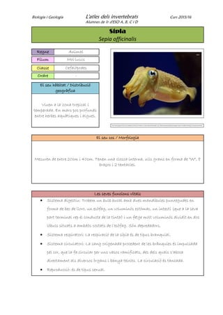 Biologia i Geologia L'atles dels invertebrats Curs 2015/16
Alumnes de 1r d'ESO A, B, C i D
Sípia
Sepia officinalis
Regne Animal
Fílum Mol·luscs
Classe Cefalòpodes
Ordre -
El seu hàbitat / Distribució
geogràfica
Viuen a la zona tropical i
temperada. En mars poc profunds
entre herbes aquàtiques i algues.
http://www.google.es/search?q=sepia&tbm=isch&source=lnt&tbs=sur:fc&sa=X&ved=0ahUKEwj8_rXGy_nMAhVGVhQKHedcABoQpwUIEw&dpr=1&biw=1024&bih=514#imgrc=eT5O2jvvO7E2uM%3A
El seu cos / Morfologia
Mesuren de entre 20cm i 40cm. Tenen una closca interna, ulls grans en forma de "W", 8
braços i 2 tentacles.
Les seves funcions vitals
 Sistema digestiu: Trobem un bulb bucal amb dues mandíbules punxegudes en
forma de bec de lloro, un esòfag, un voluminós estómac, un intestí (que a la seva
part terminal rep el conducte de la tinta) i un fetge molt voluminós dividit en dos
lòbuls situats a ambdós costats de l’esòfag. Són depredadors.
 Sistema respiratori: La respiració de la sípia és de tipus branquial.
 Sistema circulatori: La sang oxigenada procedent de les brànquies és impulsada
pel cor, que la fa circular per uns vasos ramificats, des dels quals s’aboca
directament als diversos òrgans i banya teixits. La circulació és tancada.
 Reproducció: és de tipus sexual.
 