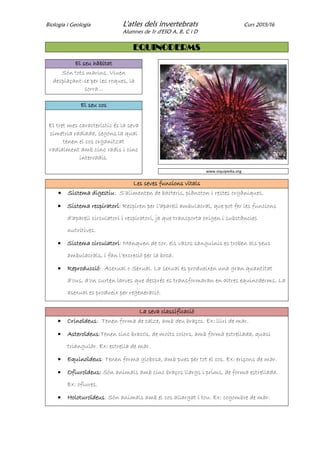 Biologia i Geologia L'atles dels invertebrats Curs 2015/16
Alumnes de 1r d'ESO A, B, C i D
EQUINODERMS
El seu hàbitat
Són tots marins. Viuen
desplaçant-se per les roques, la
sorra...
El seu cos
El tret mes característic és la seva
simetria radiada, segons la qual
tenen el cos organitzat
radialment amb cinc radis i cinc
interradis.
www.viquipedia.org
Les seves funcions vitals
 Sistema digestiu: S’alimenten de bacteris, plàncton i restes orgàniques.
 Sistema respiratori: Respiren per l’aparell ambulacral, que pot fer les funcions
d’aparell circulatori i respiratori, ja que transporta oxigen i substàncies
nutritives.
 Sistema circulatori: Manquen de cor, els vasos sanguinis es troben als peus
ambulacrals, i fan l’excreció per la boca.
 Reproducció: Asexual o Sexual. La sexual es produeixen una gran quantitat
d’ous, d’on surten larves que després es transformaran en altres equinoderms. La
asexual es produeix per regeneració.
La seva classificació
 Crinoïdeus: Tenen forma de calze, amb deu braços. Ex: lliri de mar.
 Asteroïdeus:Tenen cinc brac0s, de molts colors, amb forma estrellada, quasi
triangular. Ex: estrella de mar.
 Equinoïdeus: Tenen forma globosa, amb pues per tot el cos. Ex: eriçons de mar.
 Ofiuroïdeus: Són animals amb cinc braços llargs i prims, de forma estrellada.
Ex: ofiures.
 Holoturoïdeus: Són animals amb el cos allargat i tou. Ex: cogombre de mar.
 