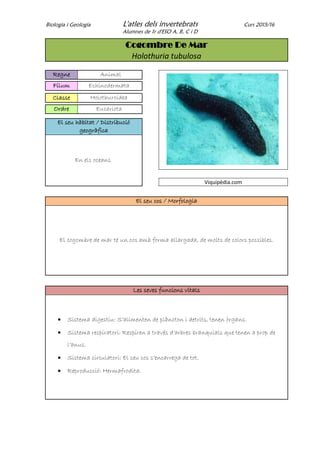 Biologia i Geologia L'atles dels invertebrats Curs 2015/16
Alumnes de 1r d'ESO A, B, C i D
Cogombre De Mar
Holothuria tubulosa
Regne Animal
Fílum Echinodermata
Classe Holothuroidea
Ordre Eucariota
El seu hàbitat / Distribució
geogràfica
En els oceans
Viquipèdia.com
El seu cos / Morfologia
El cogombre de mar té un cos amb forma allargada, de molts de colors possibles.
Les seves funcions vitals
 Sistema digestiu: S’alimenten de plàncton i detrits, tenen òrgans.
 Sistema respiratori: Respiren a través d’arbres branquials que tenen a prop de
l’anus.
 Sistema circulatori: El seu cos s’encarrega de tot.
 Reproducció: Hermafrodita.
 