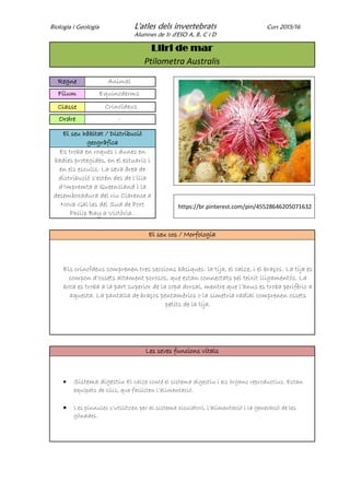 Biologia i Geologia L'atles dels invertebrats Curs 2015/16
Alumnes de 1r d'ESO A, B, C i D
Lliri de mar
Ptilometra Australis
Regne Animal
Fílum Equinoderms
Classe Crinoïdeus
Ordre -
El seu hàbitat / Distribució
geogràfica
Es troba en roques i dunes en
badies protegides, en el estuaris i
en els esculls. La seva àrea de
distribució s’estén des de l’illa
d’Impremta a Queensland i la
desembocadura del riu Clarence a
Nova Gal·les del Sud de Port
Philip Bay a Victòria.
https://br.pinterest.com/pin/45528646205071632
El seu cos / Morfologia
Els crinoÏdeus comprenen tres seccions bàsiques: la tija, el calze, i el braços. La tija es
compon d’ossets altament porosos, que estan connectats pel teixit lligamentós. La
boca es troba a la part superior de la copa dorsal, mentre que l’anus es troba perifèric a
aquesta. La pantalla de braços pentamèrics o la simetria radial comprenen ossets
petits de la tija.
Les seves funcions vitals
 Sistema digestiu El calze conté el sistema digestiu i els òrgans reproductius. Estan
equipats de cilis, que faciliten l’alimentació.
 Les pínnules s’utilitzen per al sistema ciculatori, l’alimentació i la generació de les
gònades.
 