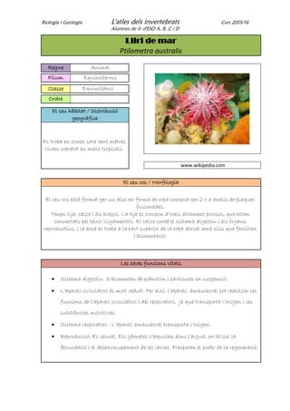 Biologia i Geologia L'atles dels invertebrats Curs 2015/16
Alumnes de 1r d'ESO A, B, C i D
Lliri de mar
Ptilometra australis
Regne Animal
Fílum Equinoderms
Classe Equinoïdeus
Ordre -
El seu hàbitat / Distribució
geogràfica
Es troba en zones sota cent metres.
Viuen sobretot en mars tropicals.
www.wikipedia.com
El seu cos / Morfologia
El seu cos està format per un disc en forma de copa compost per 2 o 3 anells de plaques
fusionades.
Tenen tija, calze i els braços. La tija es compon d’ocels altament porosos, que estan
connectats pel teixit lligamentós. El calze conté el sistema digestiu i els òrgans
reproductius, i la boca es troba a la part superior de la copa dorsal amb cilis que faciliten
l’alimentació.
Les seves funcions vitals
 Sistema digestiu: S’alimenten de plàncton i partícules en suspensió.
 L’aparell circulatori és molt reduït. Per això, l’aparell ambulacral pot realitzar les
funcions de l’aparell circulatori i del respiratori, ja que transporta l’oxigen i les
substàncies nutritives.
 Sistema respiratori : L’aparell ambulacral transporta l’oxigen.
 Reproducció: És sexual. Els gàmetes s’expulsen dins l’aigua, on té lloc la
fecundació i el desenvolupament de les larves. Presenten el poder de la regeneració.
 