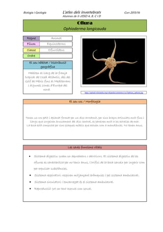 Biologia i Geologia L'atles dels invertebrats Curs 2015/16
Alumnes de 1r d'ESO A, B, C i D
Ofiura
Ophioderma longicauda
Regne Animal
Fílum Equinoderms
Classe Ofiuroïdeus
Ordre
El seu hàbitat / Distribució
geogràfica
Habiten al llarg de la franja
tropical de l'oceà Atlàntic, des del
Golf de Mèxic fins al Mediterrani
i algunes zones d'Europa del
nord.
https://upload.wikimedia.org/wikipedia/commons/c/cc/Ophiura_ophiura.jpg
El seu cos / Morfologia
Tenen un cos petit i aplanat format per un disc arrodonit, per cinc braços articulats molt fins i
llargs que sorgeixen bruscament del disc central, es pareixen molt a les estrelles de mar.
La boca està composta per cinc plaques mòbils que actuen com a mandíbules. No tenen anus.
Les seves funcions vitals
 Sistema digestiu: poden ser depredadors o detritívors. El sistema digestiu de les
ofiures es caracteritza per no tenir anus, l'orifici de la boca serveix per ingerir com
per expulsar substàncies.
 Sistema respiratori: respiren mitjançant brànquies i pel sistema ambulacral.
 Sistema circulatori: l'encarregat és el sistema ambulacral.
 Reproducció: pot ser tant asexual com sexual.
 