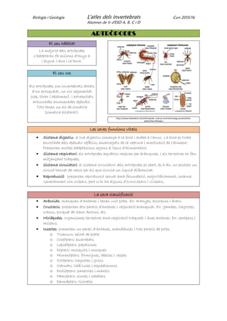 Biologia i Geologia L'atles dels invertebrats Curs 2015/16
Alumnes de 1r d'ESO A, B, C i D
ARTRÒPODES
El seu hàbitat
La majoria dels artròpodes
s’adaptaren fa milions d’anys a
l’aigua, l’aire i la terra.
El seu cos
Els artròpodes son invertebrats dotats
d’un exosquelet, un cos segmentat
(cap, tòrax i abdomen), i extremitats
articulades anomenades apèndix.
Tots tenen un eix de simetria
(simetria bilateral).
https://www.haikudeck.com/arthropoda--science-and-technology-presentation-
pMZCAPbuTP#slide2
Les seves funcions vitals
 Sistema digestiu: el tub digestiu comença a la boca i acaba a l'anus. La boca es troba
envoltada dels apèndix cefàlics, encarregats de la captura i masticació de l'aliment.
Presenten moltes adaptacions segons el tipus d'alimentació.
 Sistema respiratori: els artròpodes aquàtics respiren per brànquies, i els terrestres ho fan
mitjançant tràquees.
 Sistema circulatori: el sistema circulatori dels artròpodes es obert, és a dir, no existeix un
circuit tancat de vasos per els que circula un líquid diferenciat.
 Reproducció: presenten reproducció sexual amb fecundació, majoritàriament, interna.
Generalment són ovípars, però n’hi ha alguns d’ovovivípars i vivípars.
La seva classificació
 Aràcnids: manquen d’antenes i tenen vuit potes. Ex: aranyes, escorpins i àcars.
 Crustacis: presenten dos parells d’antenes i respiració branquial. Ex: gambes, llagostes,
crancs, porquet de Sant Antoni, etc.
 Miriàpodes: organismes terrestres amb respiració traqueal i dues antenes. Ex: centpeus i
milpeus.
 Insectes: presenten un parell d’antenes, mandíbules i tres parells de potes.
o Tisanurs: peixet de plata
o Coleòpters: escarabats
o Lepidòpters: papallones
o Dípters: mosquits i mosques
o Himenòpters: formigues, abelles i vespes
o Ortòpters: llagostes i grills
o Odonats: libèl·lules i espiadimonis
o Dictiòpters: paneroles i mantis
o Hemípters: xinxes i sabaters
o Dermàpters: tisoretes
 