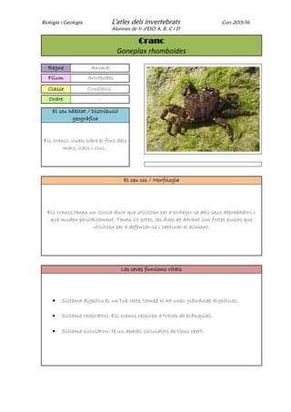 Biologia i Geologia L'atles dels invertebrats Curs 2015/16
Alumnes de 1r d'ESO A, B, C i D
Cranc
Goneplax rhomboides
Regne Animal
Fílum Artròpodes
Classe Crustacis
Ordre -
El seu hàbitat / Distribució
geogràfica
Els crancs viuen sobre el fons dels
mars, llacs i rius.
El seu cos / Morfologia
Els crancs tenen un closca dura que utilitzen per a protegir-se dels seus depredadors i
que muden periòdicament. Tenen 10 potes, les dues de davant son fortes pinces que
utilitzen per a defensar-se i capturar el aliment.
Les seves funcions vitals
 Sistema digestiu és un tub recte, també hi ha unes glàndules digestives.
 Sistema respiratori: Els crancs respiren a traves de brànquies.
 Sistema circulatori: té un aparell circulatori de tipus obert.
 