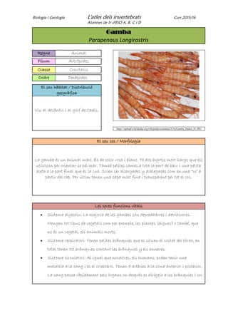 Biologia i Geologia L'atles dels invertebrats Curs 2015/16
Alumnes de 1r d'ESO A, B, C i D
Gamba
Parapenaus Longirostris
Regne Animal
Fílum Artròpodes
Classe Crustacis
Ordre Decàpodes
El seu hàbitat / Distribució
geogràfica
Viu al Atlàntic i al golf de Cadis.
https://upload.wikimedia.org/wikipedia/commons/5/5a/Gamba_blanca_01.JPG
El seu cos / Morfologia
La gamba és un animal marí. És de color rosa i blanc. Té dos bigotis molt llargs que els
utilitzen per orientar-se pel mar. També petites cames a tota la part de baix i una petita
aleta a la part final que és la cua. Solen ser allargades y doblegades com en una “U” a
partir del cap. Per últim tenen una capa molt fina i transparent per tot el cos.
Les seves funcions vitals
 Sistema digestiu: La majoria de les gambes són depredadores i detritívores.
Mengen tot tipus de vegetals com per exemple, les plantes (algues) o també, que
no és un vegetal, els animals morts.
 Sistema respiratori: Tenen petites brànquies que es situen al costat del tòrax, en
total tenen 32 brànquies contant les brànquies y els annexes.
 Sistema circulatori: Al igual que nosaltres, els humans, poden tenir una
malaltia a la sang i és el colesterol. Tenen 5 artèries a la zona anterior i posterior.
La sang passa ràpidament pels òrgans on després es dirigeix a les brànquies i cor.
 