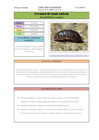 Biologia i Geologia L'atles dels invertebrats Curs 2015/16
Alumnes de 1r d'ESO A, B, C i D
Porquet de Sant Antoni
Armadillidium vulgare
Regne Animal
Fílum Artròpodes
Classe Crustacis
Ordre Isòpodes
El seu hàbitat / Distribució
geogràfica
Viuen en ambients humits, entre
les fulles caigudes, sota les pedres
i a les coves.
https://upload.wikimedia.org/wikipedia/commons/thumb/4/4e/Armadillidium_vulgare_001.jpg/800px-Armadillidium_vulgare_001.jpg
El seu cos / Morfologia
Els Porquets de Sant Antoni són crustacis terrestres. Al cap, hi tenen dos ulls compostos, un
parell d’anteres i mandíbules. Algunes espècies de Porquet de Sant Antoni tenen la capacitat
d’enrotllar-se sobre si mateix, format una bola, quan se senten amenaçades. El seu exosquelet
presenta una forma d'acordió que els facilita aquest enrotllament.
Les seves funcions vitals
 Sistema digestiu: La boca s’obre en l’extern anterior, es troba envoltada
d’apèndixs cefàlics encarregats de la captura i masticació de l’aliment.
 Sistema respiratori: Respiren per Brànquies filamentoses.
 Sistema circulatori: Tenen un sistema de circulació obert, és a dir, el líquid
circulatori no sempre circula per l’interior de vasos i queda lliure en el cos.
 