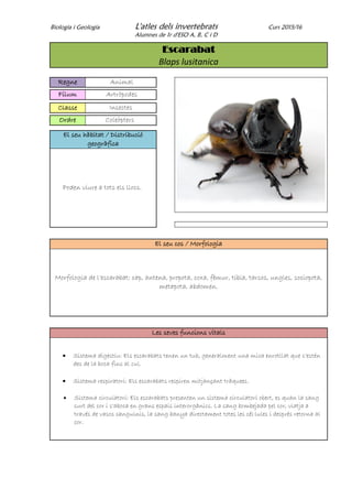 Biologia i Geologia L'atles dels invertebrats Curs 2015/16
Alumnes de 1r d'ESO A, B, C i D
Escarabat
Blaps lusitanica
Regne Animal
Fílum Artròpodes
Classe Insectes
Ordre Coleòpters
El seu hàbitat / Distribució
geogràfica
Poden viure a tots els llocs.
El seu cos / Morfologia
Morfologia de l’escarabat: cap, antena, propota, coxa, fèmur, tíbia, tarsos, ungles, sociopota,
metapota, abdomen.
Les seves funcions vitals
 Sistema digestiu: Els escarabats tenen un tub, generalment una mica enrotllat que s’estén
des de la boca fins al cul.
 Sistema respiratori: Els escarabats respiren mitjançant tràquees.
 Sistema circulatori: Els escarabats presenten un sistema circulatori obert, es quan la sang
surt del cor i s'aboca en grans espais interorgànics. La sang bombejada pel cor, viatja a
través de vasos sanguinis, la sang banya directament totes les cèl·lules i desprès retorna al
cor.
 