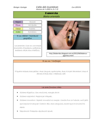 Biologia i Geologia L'atles dels invertebrats Curs 2015/16
Alumnes de 1r d'ESO A, B, C i D
Panerola
Blatta orientalis
Regne Animal
Fílum Artròpodes
Classe Insectes
Ordre Dictiòpters
El seu hàbitat / Distribució
geogràfica
Les paneroles viuen en una ampla
diversitats d’ambients, prefereixen
ambients càlids dins d’edificis.
http://blaberidos.blogspot.com.es/2012/04/blaberus-
giganteus.html
El seu cos / Morfologia
Té quatre antenes dues petites i dues llargues; quatre potes, dues a la part davantera i dues al
darrere; té dues ales i l'abdomen redó.
Les seves funcions vitals
 Sistema digestius: Son omnívores, mengen de tot
 Sistema respiratori: Respira per tràquees.
 Sistema circulatori: l’aparell circulatori es complex. Consta d’un cor tubular, molt petit,
que impulsa la sang per l’interior dels vasos sanguinis, encara que la circulació és
oberta.
 Reproducció: Presenten reproducció sexual.
 