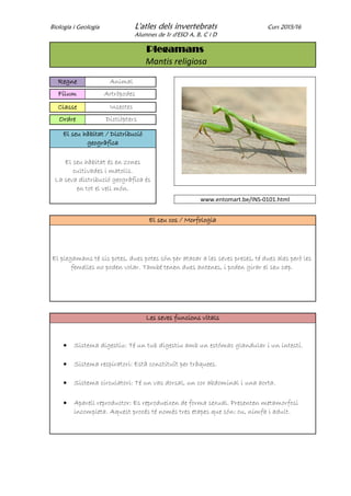 Biologia i Geologia L'atles dels invertebrats Curs 2015/16
Alumnes de 1r d'ESO A, B, C i D
Plegamans
Mantis religiosa
Regne Animal
Fílum Artròpodes
Classe Insectes
Ordre Dictiòpters
El seu hàbitat / Distribució
geogràfica
El seu hàbitat és en zones
cultivades i matolls.
La seva distribució geogràfica és
en tot el vell món.
www.entomart.be/INS-0101.html
El seu cos / Morfologia
El plegamans té sis potes, dues potes són per atacar a les seves preses, té dues ales però les
femelles no poden volar. També tenen dues antenes, i poden girar el seu cap.
Les seves funcions vitals
 Sistema digestiu: Té un tub digestiu amb un estómac glandular i un intestí.
 Sistema respiratori: Està constituït per tràquees.
 Sistema circulatori: Té un vas dorsal, un cor abdominal i una aorta.
 Aparell reproductor: Es reprodueixen de forma sexual. Presenten metamorfosi
incompleta. Aquest procés té només tres etapes que són: ou, nimfa i adult.
 