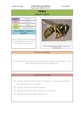 Biologia i Geologia L'atles dels invertebrats Curs 2015/16
Alumnes de 1r d'ESO A, B, C i D
VESPA
Vespula vulgaris
Regne Animal
Fílum Artròpodes
Classe Insectes
Ordre HImenòpters
El seu hàbitat / Distribució
geogràfica
Els seus hàbitats són molt variats,
però solen preferir llocs assolellats
per construir els seus nius.
Commons.wikipedia.org/wiki/File:Vespula_vulgaris_Stereo_
Microscope_02.jpg
El seu cos / Morfologia
La vespa consta de tres parts: el cap, la part de darrere on esta l'agulla i l'agulla. Té sis
potes. Presenten dos parells d'ales membranoses.
Les seves funcions vitals
 Sistema digestiu: El tenen dividit en tres regions i s'alimenten principalment
del nèctar de les flors, són fitòfags.
 Sistema respiratori: té respiració traqueal.
 Sistema circulatori: és obert i comprèn un sol vas dorsal.
 Reproducció: Es reprodueixen de forma sexual
 