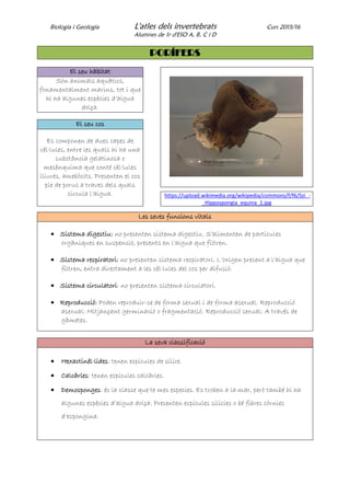 Biologia i Geologia L'atles dels invertebrats Curs 2015/16
Alumnes de 1r d'ESO A, B, C i D
PORÍFERS
El seu hàbitat
Són animals aquàtics,
fonamentalment marins, tot i que
hi ha algunes espècies d’aigua
dolça.
El seu cos
Es componen de dues capes de
cèl·lules, entre les quals hi ha una
substància gelatinosa o
mesènquima que conté cèl·lules
lliures, amebòcits. Presenten el cos
ple de porus a traves dels quals
circula l’aigua. https://upload.wikimedia.org/wikipedia/commons/f/f6/Szi_-
_Hippospongia_equina_1.jpg
Les seves funcions vitals
 Sistema digestiu: no presenten sistema digestiu. S’alimenten de partícules
orgàniques en suspensió, presents en l’aigua que filtren.
 Sistema respiratori: no presenten sistema respiratori. L’oxigen present a l’aigua que
filtren, entra directament a les cèl·lules del cos per difusió.
 Sistema circulatori: no presenten sistema circulatori.
 Reproducció: Poden reproduir-se de forma sexual i de forma asexual. Reproducció
asexual: Mitjançant germinació o fragmentació. Reproducció sexual: A través de
gàmetes.
La seva classificació
 Hexactinèl·lides: tenen espícules de sílice.
 Calcàries: tenen espícules calcàries.
 Demosponges: és la classe que te mes especies. Es troben a la mar, però també hi ha
algunes espècies d’aigua dolça. Presenten espícules silícies o bé fibres còrnies
d’espongina.
 