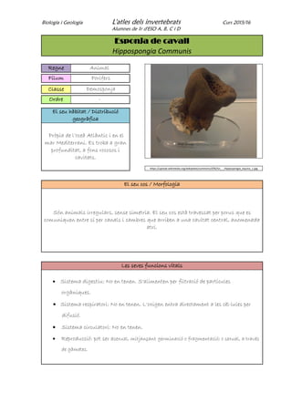 Biologia i Geologia L'atles dels invertebrats Curs 2015/16
Alumnes de 1r d'ESO A, B, C i D
Esponja de cavall
Hippospongia Communis
Regne Animal
Fílum Porífers
Classe Demosponja
Ordre -
El seu hàbitat / Distribució
geogràfica
Pròpia de l’oceà Atlàntic i en el
mar Mediterrani. Es troba a gran
profunditat, a fons rocosos i
cavitats.
https://upload.wikimedia.org/wikipedia/commons/f/f6/Szi_-_Hippospongia_equina_1.jpg
El seu cos / Morfologia
Són animals irregulars, sense simetria. El seu cos està travessat per porus que es
comuniquen entre sí per canals i cambres que arriben a una cavitat central, anomenada
atri.
Les seves funcions vitals
 Sistema digestiu: No en tenen. S'alimenten per filtració de partícules
orgàniques.
 Sistema respiratori: No en tenen. L'oxigen entra directament a les cèl·lules per
difusió.
 Sistema circulatori: No en tenen.
 Reproducció: pot ser asexual, mitjançant germinació o fragmentació; o sexual, a través
de gàmetes.
 