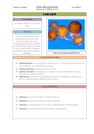 Biologia i Geologia L'atles dels invertebrats Curs 2015/16
Alumnes de 1r d'ESO A, B, C i D
CNIDARIS
El seu hàbitat
Son éssers aquàtics que viuen al
mar.
El seu cos
Acostumen a tenir forma de sac
amb una cavitat interna que
comunica a l’exterior a traves
d’una sola obertura, la boca.
Aquesta obertura esta envoltada
per tentacles que agafen l’aliment.
Tenen simetria radial. Presenten
dues formes de vida, les meduses i
els pòlips. https://ca.wikipedia.org/wiki/Cnidari
Les seves funcions vitals
 Sistema digestiu: un sol forat per a la boca i anus i un petit sac gastrovascular per
afer la digestió. Són, bàsicament, carnívors.
 Sistema respiratori: respiren per difusió simple.
 Sistema circulatori: no presenten un sistema circulatori diferenciat. Utilitzen
l’aigua com a líquid circulatori.
 Reproducció: les meduses es reprodueixen sexualment mitjançant gàmetes. Els
pòlips: es reprodueixen per bipartició, asexualment.
La seva classificació
 Hidrozous: Constituït per pòlips i meduses amb vel.
 Escifozous: predomina la forma de medusa sense vel.
 Antozous: són les anemones i els coralls, només presenten la forma de pòlip.
 Cubozous: són només meduses amb ombrel·la quadrangular.
 
