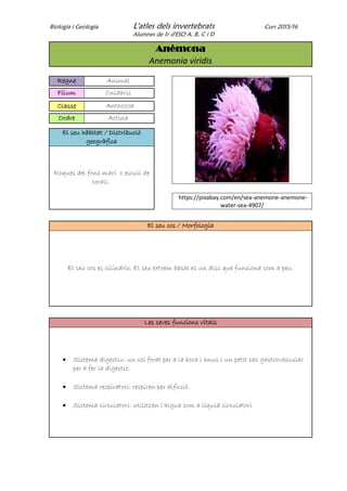 Biologia i Geologia L'atles dels invertebrats Curs 2015/16
Alumnes de 1r d'ESO A, B, C i D
Anèmona
Anemonia viridis
Regne Animal
Fílum Cnidaris
Classe Anthozoa
Ordre Actina
El seu hàbitat / Distribució
geogràfica
Roques del fons marí o escull de
corall.
https://pixabay.com/en/sea-anemone-anemone-
water-sea-4907/
El seu cos / Morfologia
El seu cos es cilíndric. El seu extrem basal es un disc que funciona com a peu.
Les seves funcions vitals
 Sistema digestiu: un sol forat per a la boca i anus i un petit sac gastrovascular
per a fer la digestió.
 Sistema respiratori: respiren per difusió.
 Sistema circulatori: utilitzen l'aigua com a líquid circulatori
 