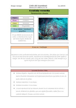 Biologia i Geologia L'atles dels invertebrats Curs 2015/16
Alumnes de 1r d'ESO A, B, C i D
Gorgònia vermella
Paramuricea clavata
Regne Animalia.
Fílum Cnidaria.
Classe Anthozoa.
Ordre Alcyonacea.
El seu hàbitat / Distribució
geogràfica
El seu hàbitat són els esculls de
corall. La distribució és a gran
part de les aigües càlides del
mediterrani.
El seu cos / Morfologia
Aquestes es solen confondre amb plantes, però són animals. Són pòlips que viuen en una
estructura amb forma de ventall. Aquesta és així estratègicament per poder agafar el
menjar. Són de color vermell, però, lluny de voler cridar l'atenció, volen amagar-se, ja
que el roig és el color que s'amaga al fons marí.
Les seves funcions vitals
 Sistema digestiu: Aquesta creix de forma perpendicular a la corrent marina,
amb la finalitat d'alimentar-se d'organismes planctònics que estan al mar, els
quals capturen els pòlips.
 Sistema respiratori: No en tenen.
 Sistema circulatori: No en tenen.
 La seva reproducció pot ser asexual, donant lloc al creixement de la colònia, o
sexual, alliberant els gàmetes, que una vegada fecundats, neden fins a un
substrat adequat i formen una altra colònia.
 