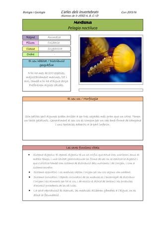 Biologia i Geologia L'atles dels invertebrats Curs 2015/16
Alumnes de 1r d'ESO A, B, C i D
Medusa
Pelagia noctiluca
Regne Animalia
Fílum Cnidaria
Classe Scyphozoa
Ordre -
El seu hàbitat / Distribució
geogràfica
N’hi ha mes de 200 espècies,
majoritàriament marines, tot i
així, també n’hi ha d’aigua dolça.
Prefereixen aigües càlides.
El seu cos / Morfologia
Són petites però algunes poden arribar a ser tres vegades més gran que un cotxe. Tenen
un tacte gelatinós. Generalment el seu cos es compon per un cap amb forma de campana
i uns tentacles adherits a la part inferior.
Les seves funcions vitals
 Sistema digestiu: El aparell digestiu té un sol orifici que actua com una boca i anus al
mateix temps, i una cavitat gastrovascular en forma de sac on se realitza la digestió i
que s'utilitza també com sistema de distribució dels nutrients i de l'oxigen, i com a
sistema excretor.
 Sistema respiratori: Les meduses capten l'oxigen pel seu cos segons van nadant.
 Sistema circulatori: l’aparell circulatori de les meduses es l’encarregat de distribuir
l’oxigen i els aliments per tot el cos, i de recollir el diòxid de carboni i els productes
d’excreció procedents de les cèl·lules.
 La seva reproducció és asexual, les meduses alliberen gàmetes a l’aigua, on es
dóna la fecundació .
 