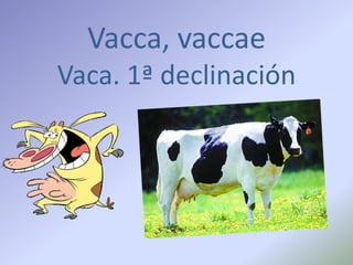 Vacca, vaccae
Vaca. 1ª declinación
 