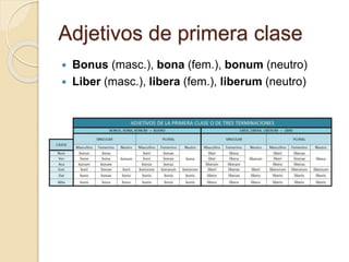 Adjetivos de primera clase 
 Bonus (masc.), bona (fem.), bonum (neutro) 
 Liber (masc.), libera (fem.), liberum (neutro) 
 