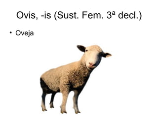 Ovis, -is (Sust. Fem. 3ª decl.)
• Oveja
 