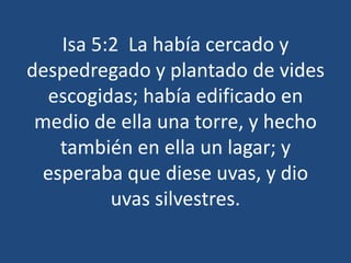 Isa 5:2 La había cercado y
despedregado y plantado de vides
escogidas; había edificado en
medio de ella una torre, y hecho
también en ella un lagar; y
esperaba que diese uvas, y dio
uvas silvestres.
 