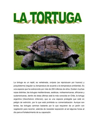 La tortuga es un reptil, es vertebrada, ovípara (se reproducen por huevos) y
poiquiloterma (regulan su temperatura de acuerdo a la temperatura ambiental). Es
una especie que ha sobrevivido por más de 200 millones de años. Existen muchas
razas distintas, las tortugas mediterráneas, asiáticas, norteamericanas, africanas y
sudamericanas, dentro de éstas últimas está la más conocida en Chile, la tortuga
argentina (Geochelone chilensis), que es una especie protegida que está en
peligro de extinción, por lo que está prohibida su comercialización. Aunque son
lentas, las tortugas caminan bastante por lo que requieren de un jardín con
vegetación para recorrer, además de necesitar exposición al sol algunas horas al
día para el fortalecimiento de su caparazón.
 