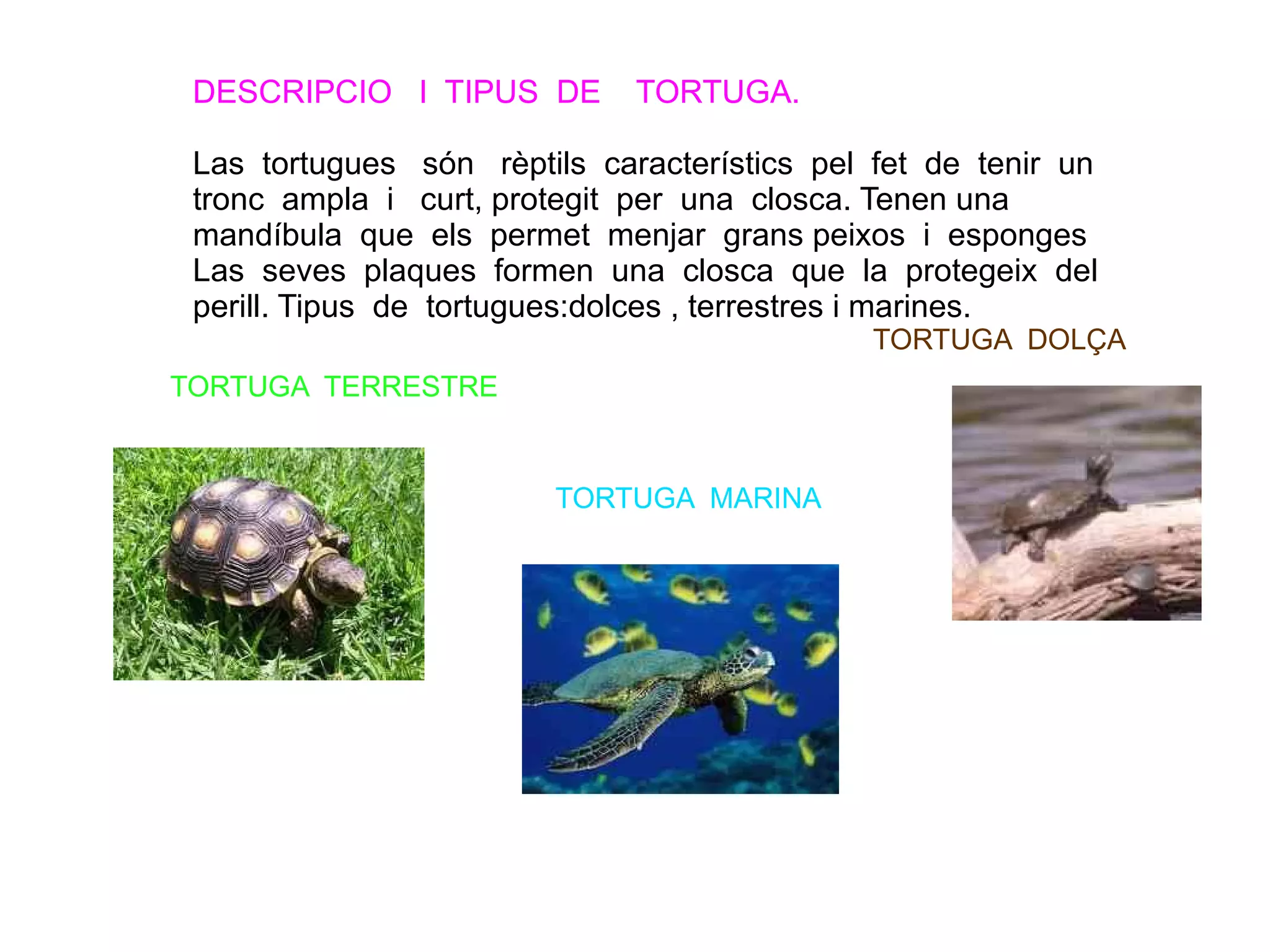 La tortuga | ODP