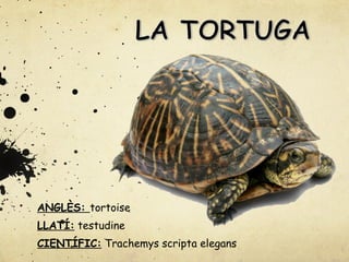 ANGLÈS: tortoise
LLATÍ: testudine
CIENTÍFIC: Trachemys scripta elegans

 
