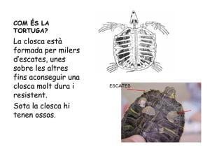 COM ÉS LA
TORTUGA?
La closca està
formada per milers
d’escates, unes
sobre les altres
fins aconseguir una
closca molt dura i
resistent.
Sota la closca hi
tenen ossos.
 