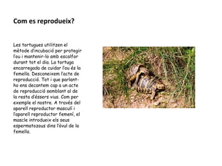 Com es reprodueix?
Les tortugues utilitzen el
mètode d’incubació per protegir
l’ou i mantenir-lo amb escalfor
durant tot el dia. La tortuga
encarregada de cuidar l’ou és la
femella. Desconeixem l’acte de
reproducció. Tot i que parlant-
ho ens decantem cap a un acte
de reproducció semblant al de
la resta d’éssers vius. Com per
exemple el nostre. A través del
aparell reproductor masculí i
l’aparell reproductor femení, el
mascle introdueix els seus
espermatozous dins l’òvul de la
femella.
 