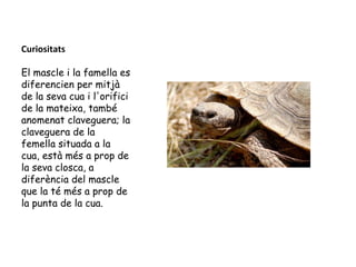 Curiositats
El mascle i la famella es
diferencien per mitjà
de la seva cua i l'orifici
de la mateixa, també
anomenat claveguera; la
claveguera de la
femella situada a la
cua, està més a prop de
la seva closca, a
diferència del mascle
que la té més a prop de
la punta de la cua.
 