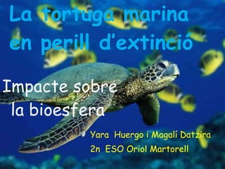 La tortuga marina 1