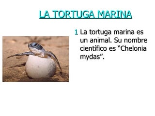 LA TORTUGA MARINA ,[object Object]