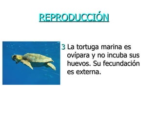 REPRODUCCIÓN 3  La tortuga marina es ovípara y no incuba sus huevos. Su fecundación es externa. 