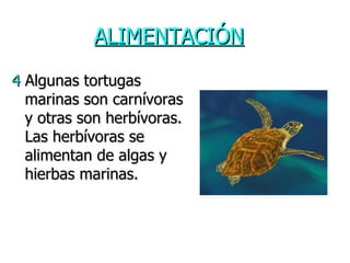 ALIMENTACIÓN 4  Algunas tortugas marinas son carnívoras y otras son herbívoras. Las herbívoras se alimentan de algas y hierbas marinas. 